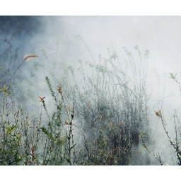 nature flower foggydays wildflowers