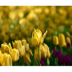 tulips flowerphotography yellow