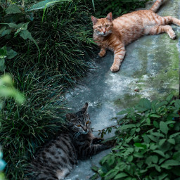 photography photooftheday photo travel cats summer